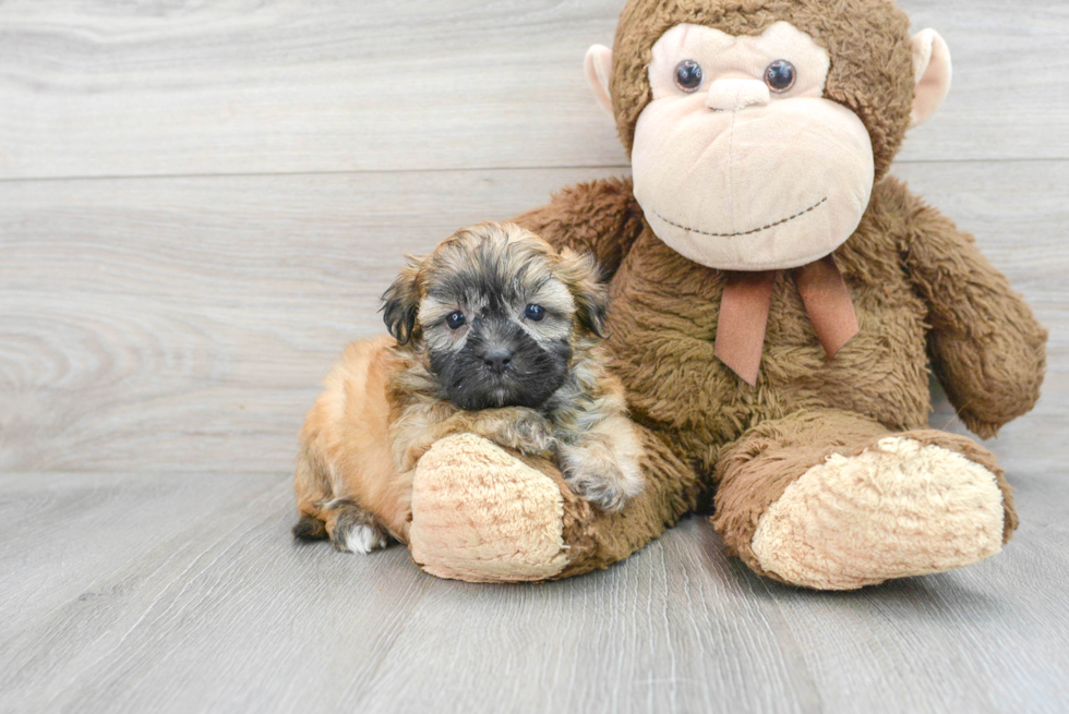 Best Shih Poo Baby