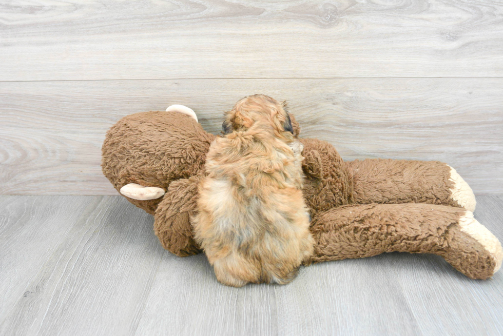 Shih Poo Pup Being Cute