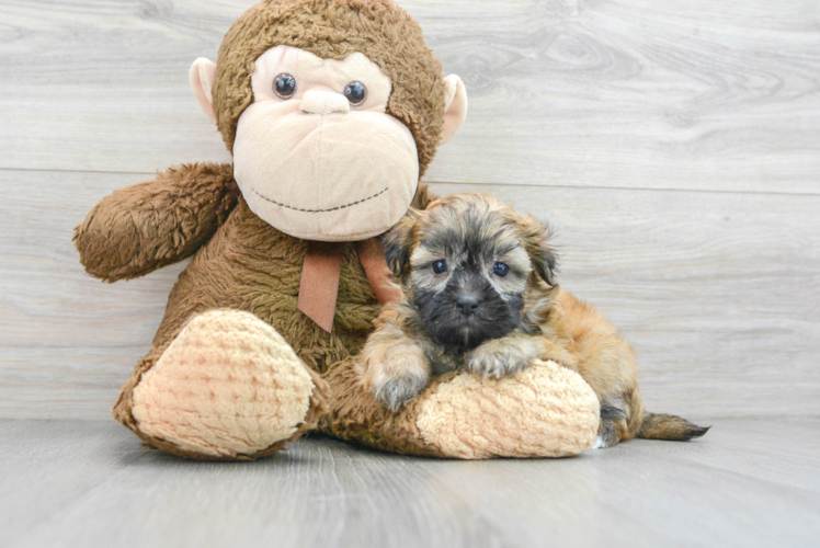 Shih Poo Pup Being Cute