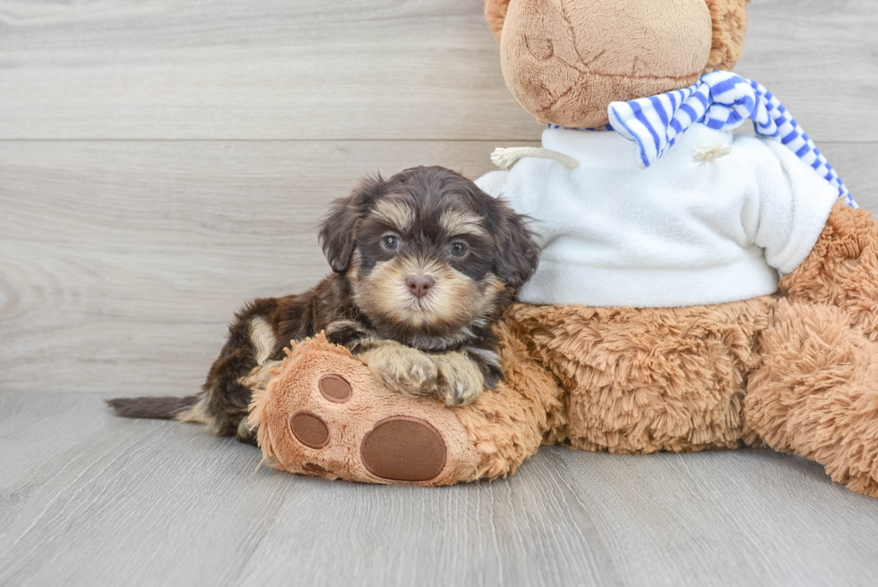 Adorable Shihpoo Poodle Mix Puppy