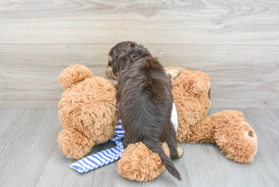 Shih Poo Puppy for Adoption