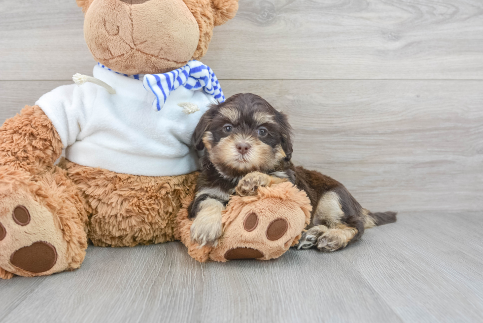 Shih Poo Puppy for Adoption