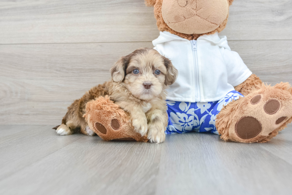 Small Shih Poo Baby