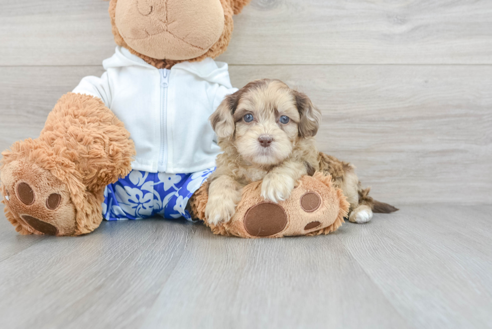 Best Shih Poo Baby