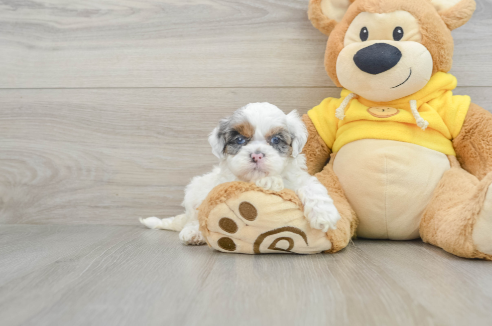 5 week old Shih Poo Puppy For Sale - Premier Pups