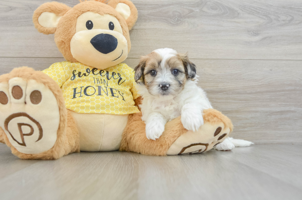 8 week old Shih Poo Puppy For Sale - Premier Pups