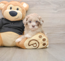 8 week old Shih Poo Puppy For Sale - Premier Pups