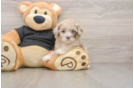 Funny Shih Poo Poodle Mix Pup