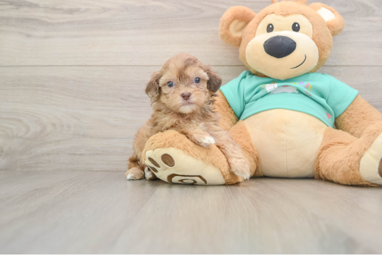 Cute Shih Poo Baby