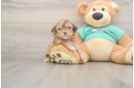 Cute Shih Poo Baby