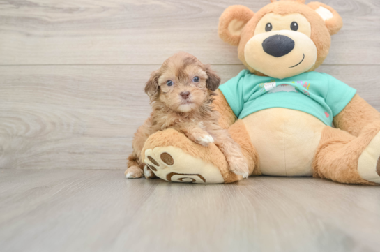 Cute Shih Poo Baby