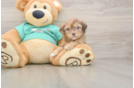 Shih Poo Pup Being Cute