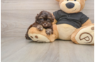 Smart Shih Poo Poodle Mix Pup