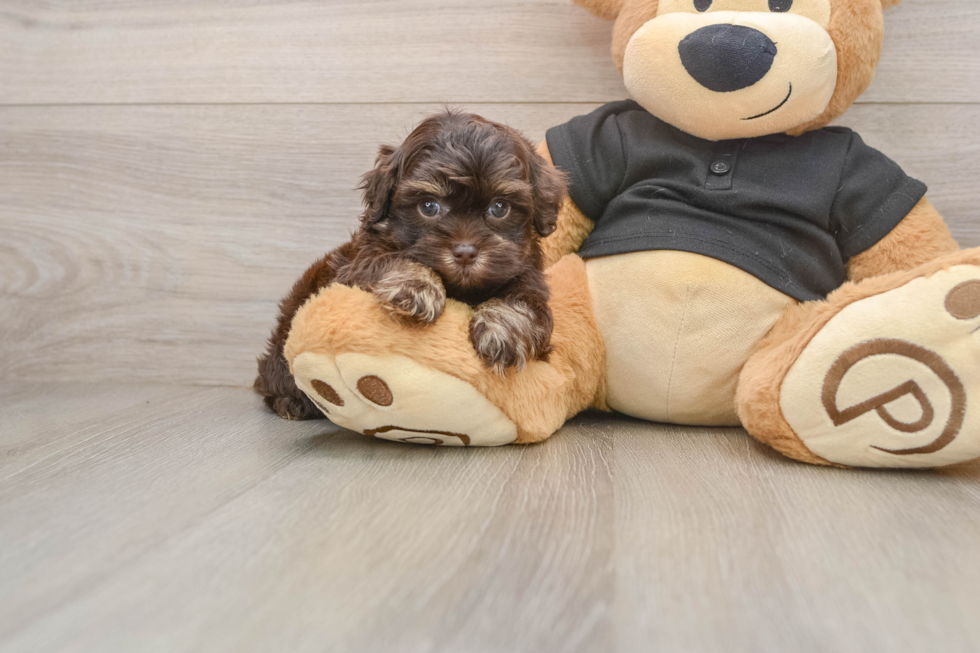 Smart Shih Poo Poodle Mix Pup