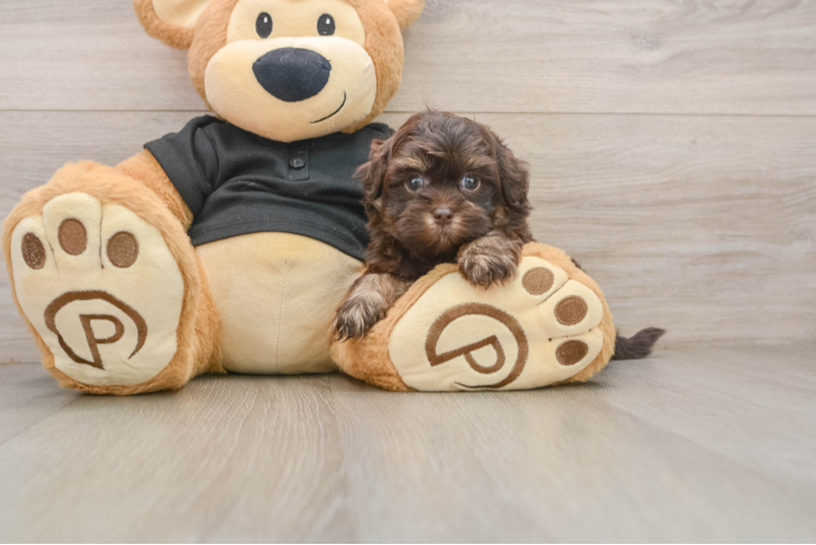 Playful Shih Poo Poodle Mix Puppy