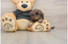 Playful Shih Poo Poodle Mix Puppy