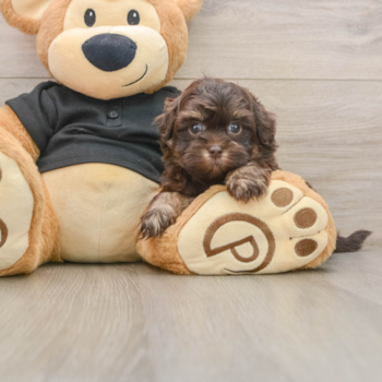 Playful Shih Poo Poodle Mix Puppy