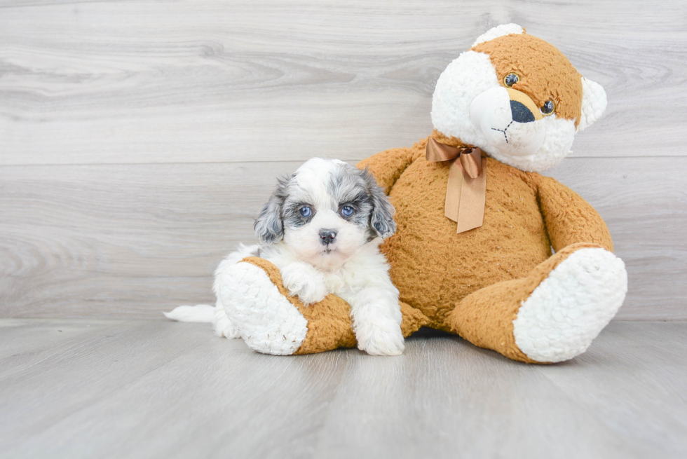 Funny Shih Poo Poodle Mix Pup