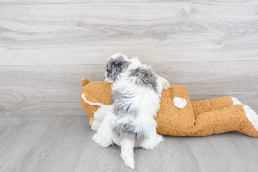 Shih Poo Pup Being Cute