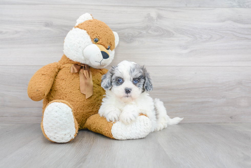 Friendly Shih Poo Baby