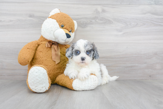 Friendly Shih Poo Baby