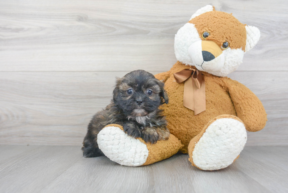 Petite Shih Poo Poodle Mix Pup