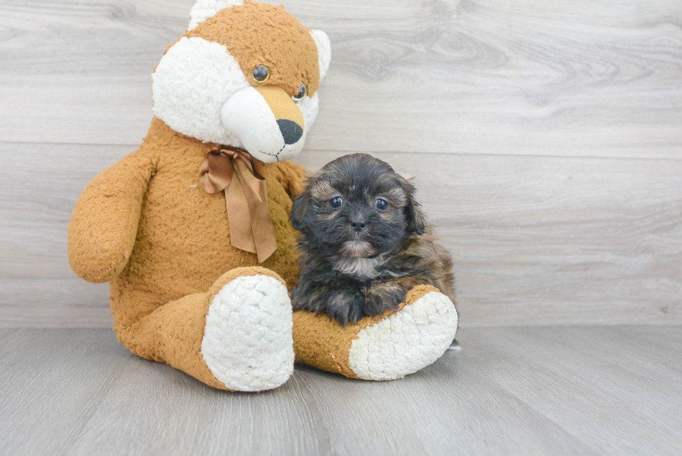 Smart Shih Poo Poodle Mix Pup