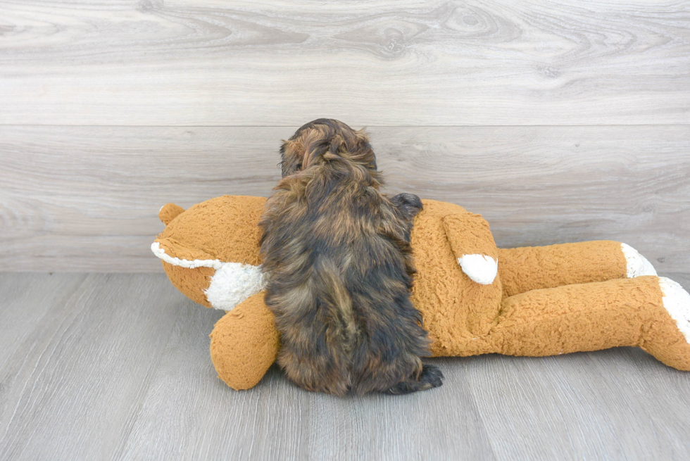 Funny Shih Poo Poodle Mix Pup