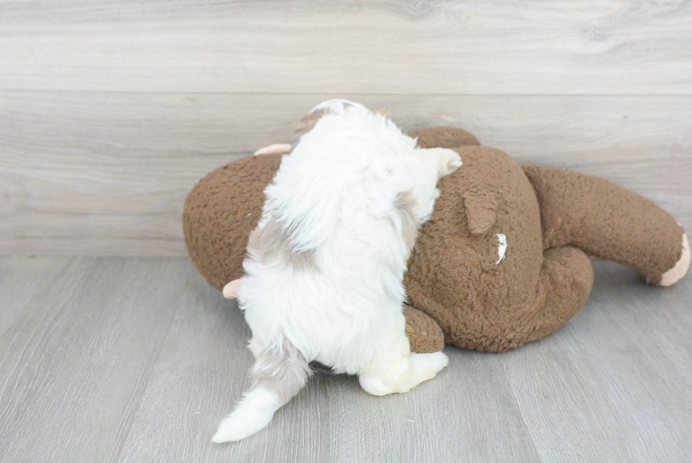 Fluffy Shih Poo Poodle Mix Pup