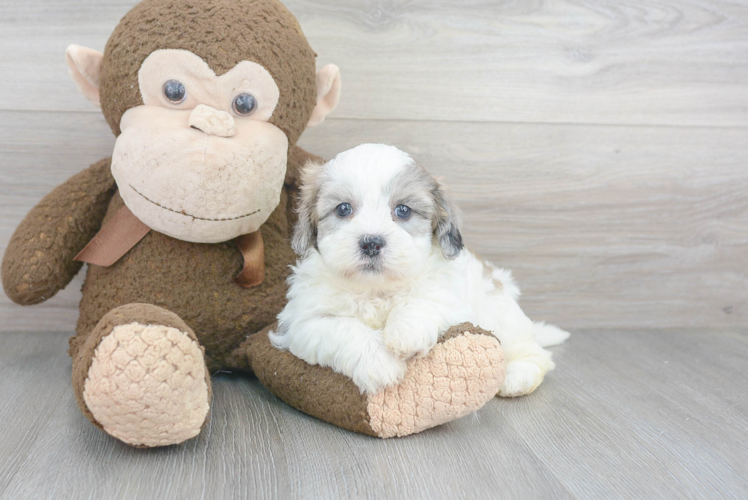 Shih Poo Puppy for Adoption