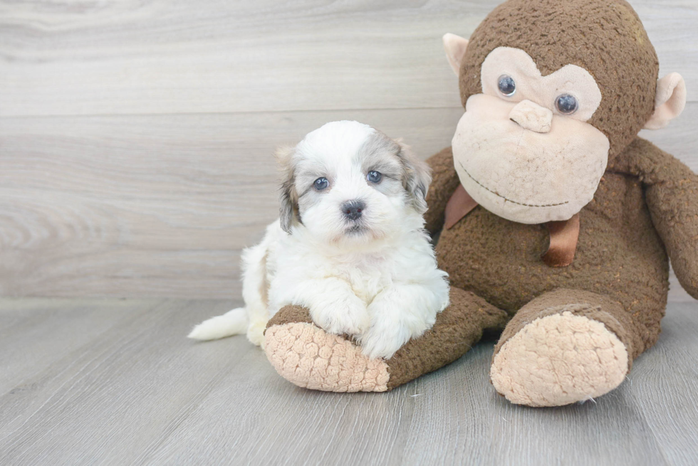 Best Shih Poo Baby