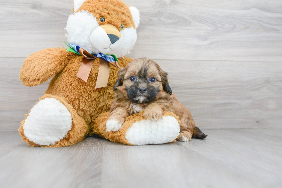 Cute Shih Poo Poodle Mix Pup