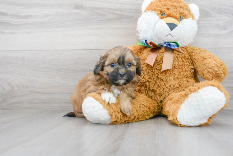 Cute Shih Poo Poodle Mix Pup