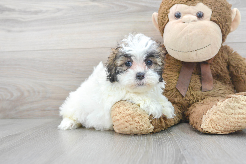 Best Shih Poo Baby