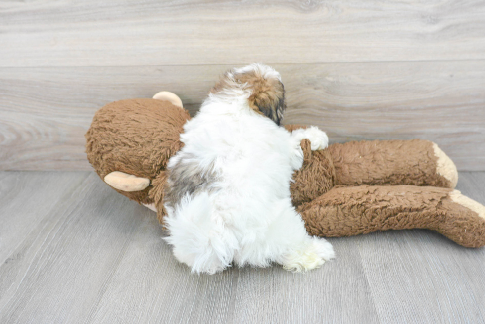 Popular Shih Poo Poodle Mix Pup