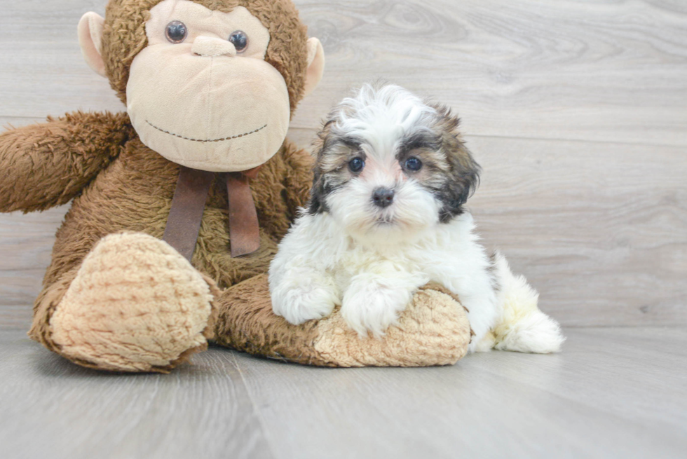 Fluffy Shih Poo Poodle Mix Pup