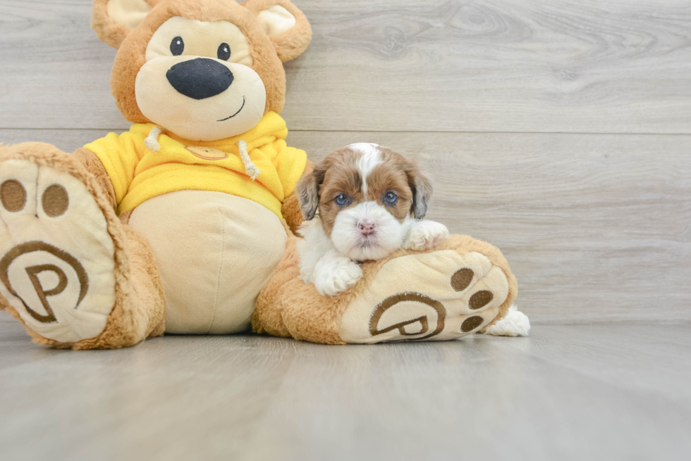 Shih Poo Pup Being Cute