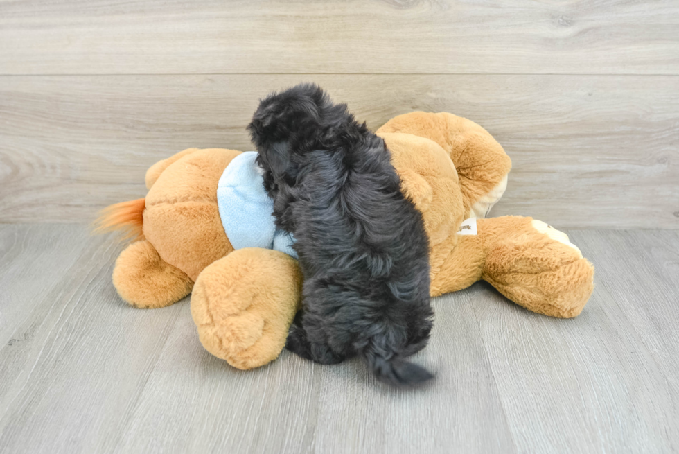 Funny Shih Poo Poodle Mix Pup