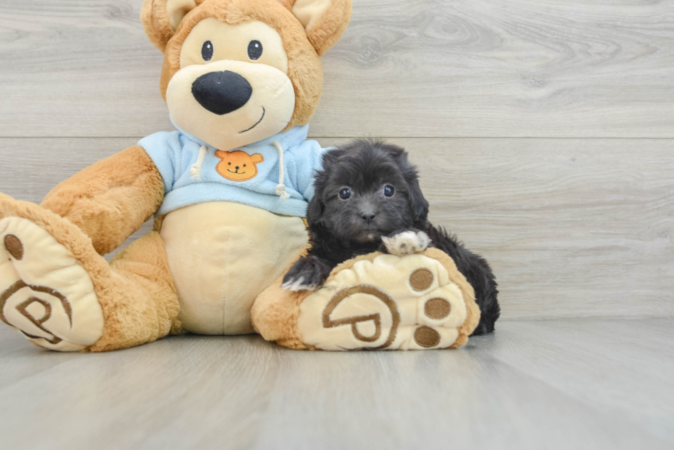 Shih Poo Puppy for Adoption