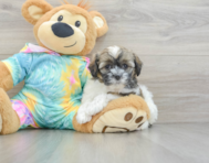 8 week old Shih Poo Puppy For Sale - Premier Pups