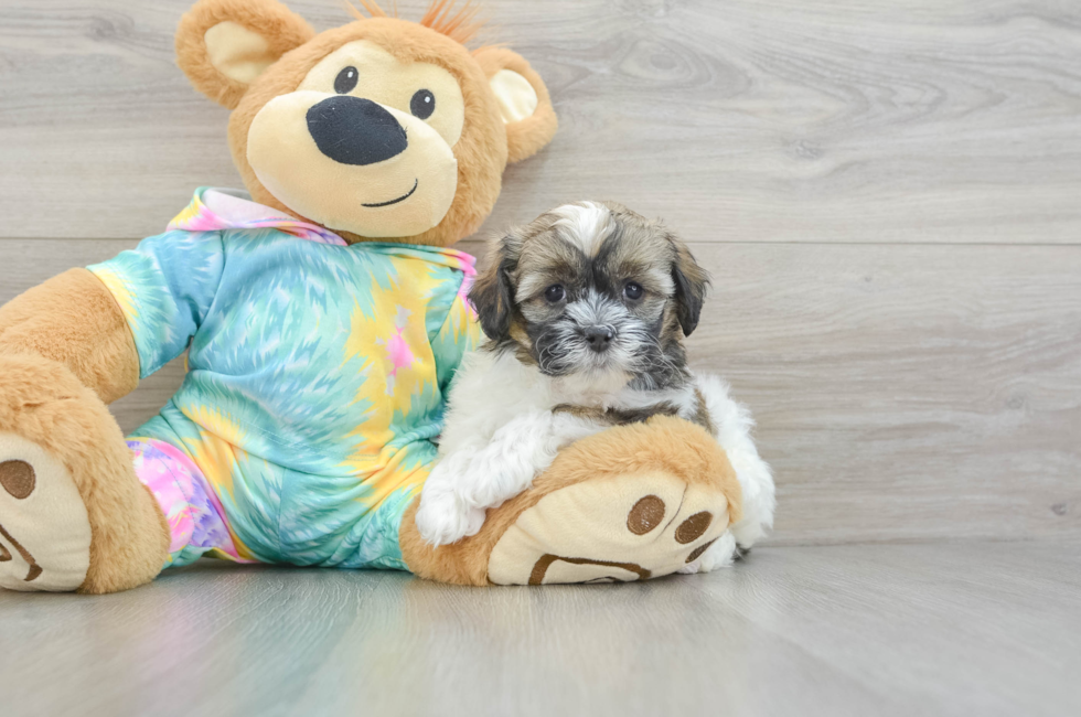 6 week old Shih Poo Puppy For Sale - Premier Pups