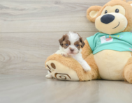 8 week old Shih Poo Puppy For Sale - Premier Pups