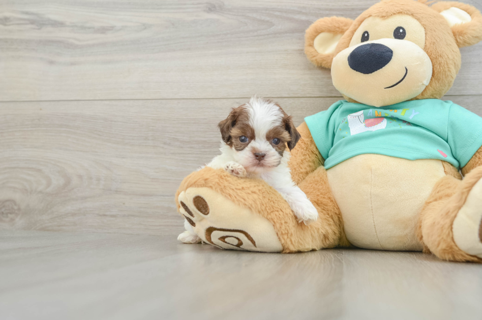 9 week old Shih Poo Puppy For Sale - Premier Pups