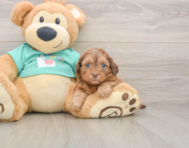 6 week old Shih Poo Puppy For Sale - Premier Pups