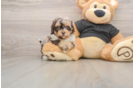 Best Shih Poo Baby