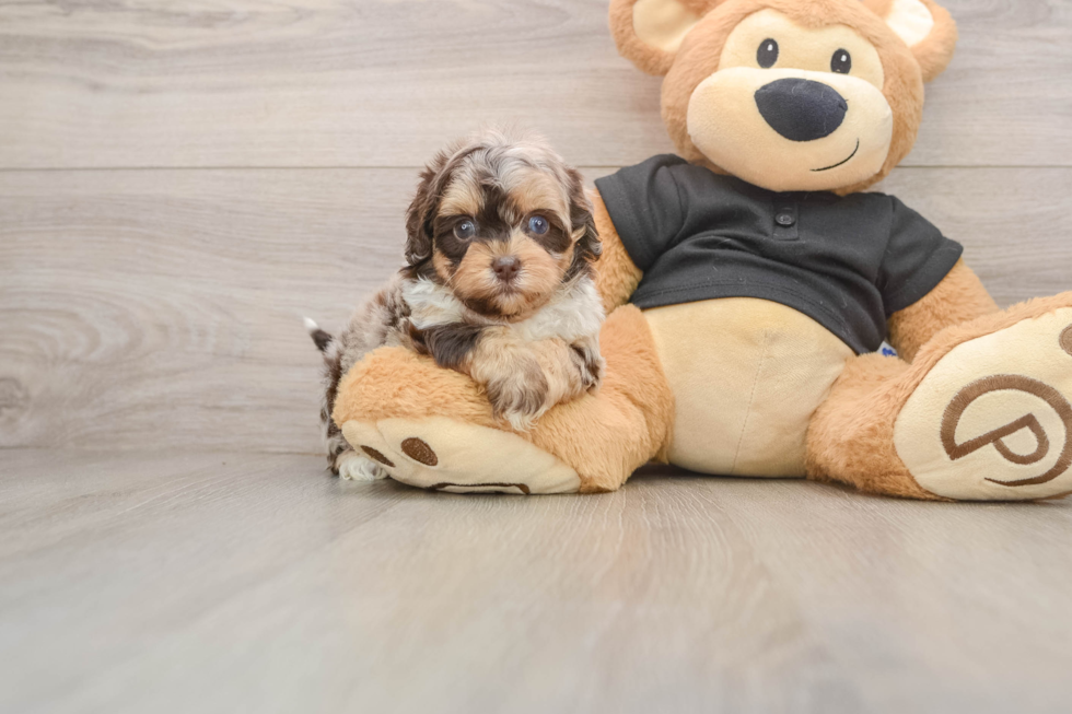 Best Shih Poo Baby