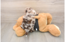 Shih Poo Puppy for Adoption