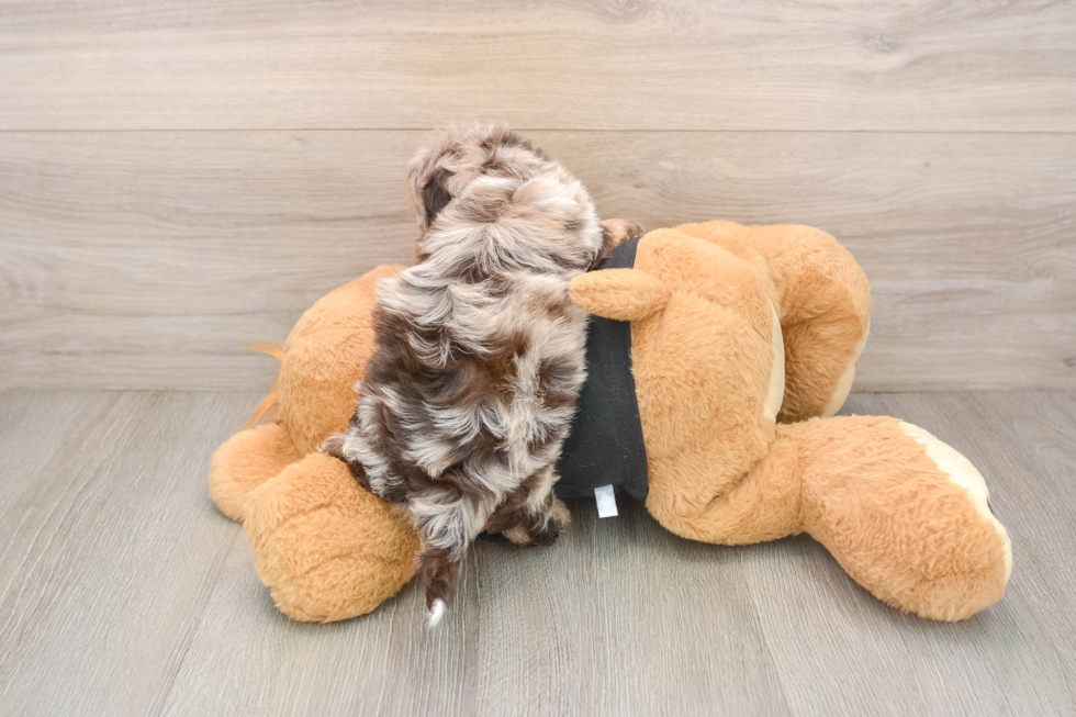 Shih Poo Puppy for Adoption