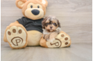 Shih Poo Pup Being Cute