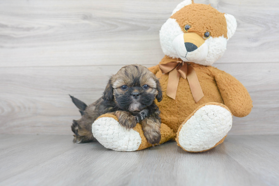 Best Shih Poo Baby
